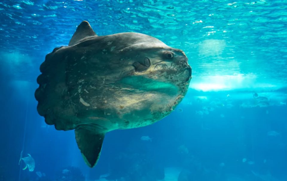 Ocean sunfish (mola mola) swimming underwater