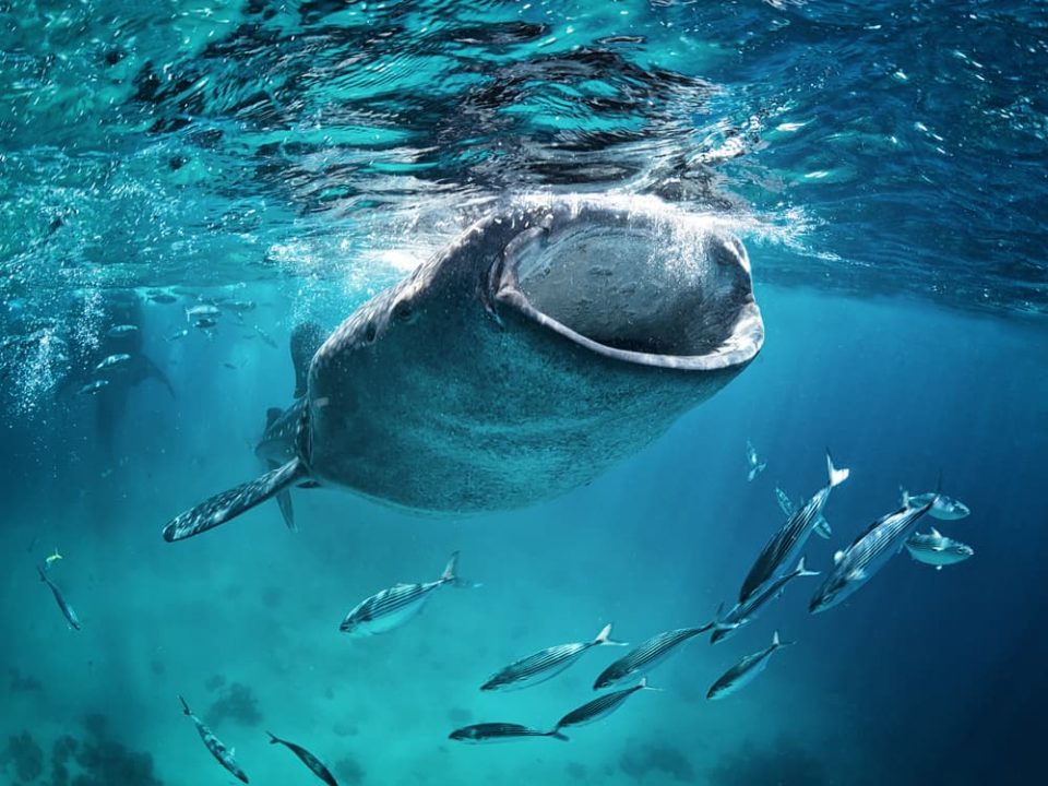 Whale shark with mouth open to feed near surface