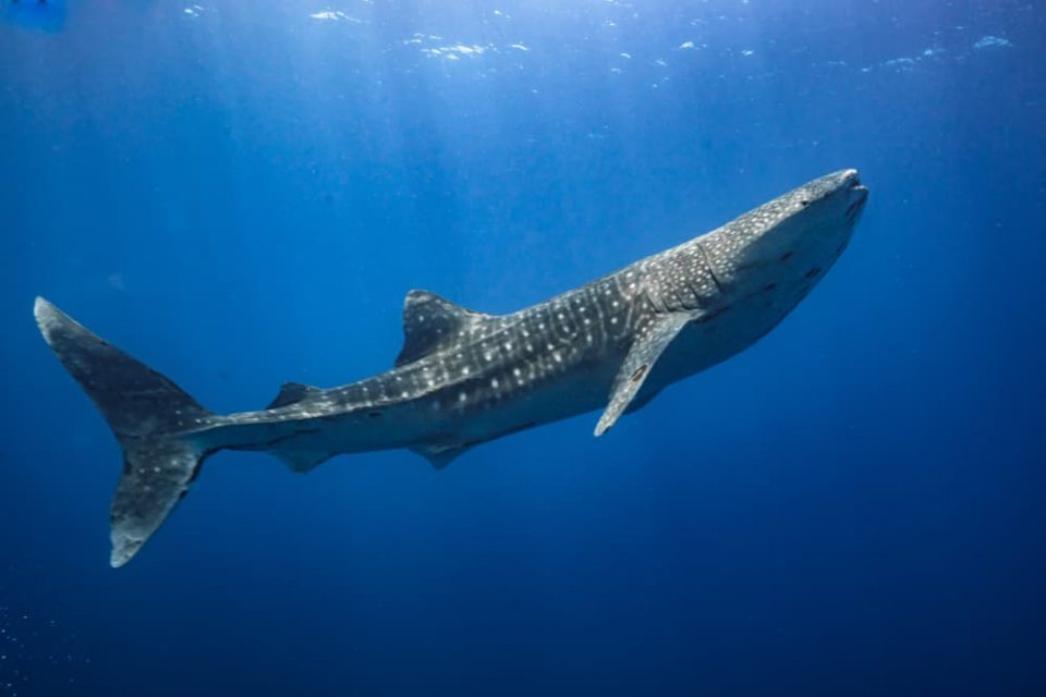 Whale shark swimming underwater